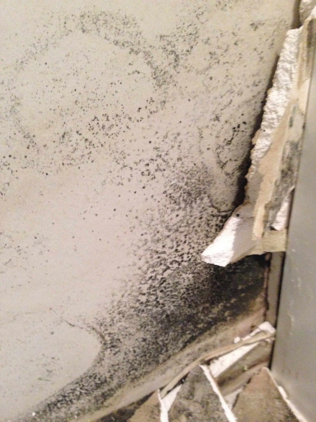 Mould Assessments - Pureprotect Pty Ltd