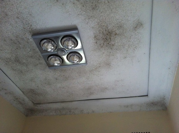Mould Removal - Pureprotect Pty Ltd