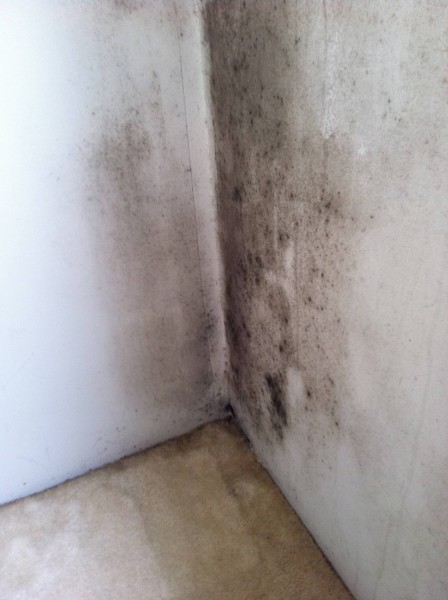 Mould Inspections - Pureprotect Pty Ltd