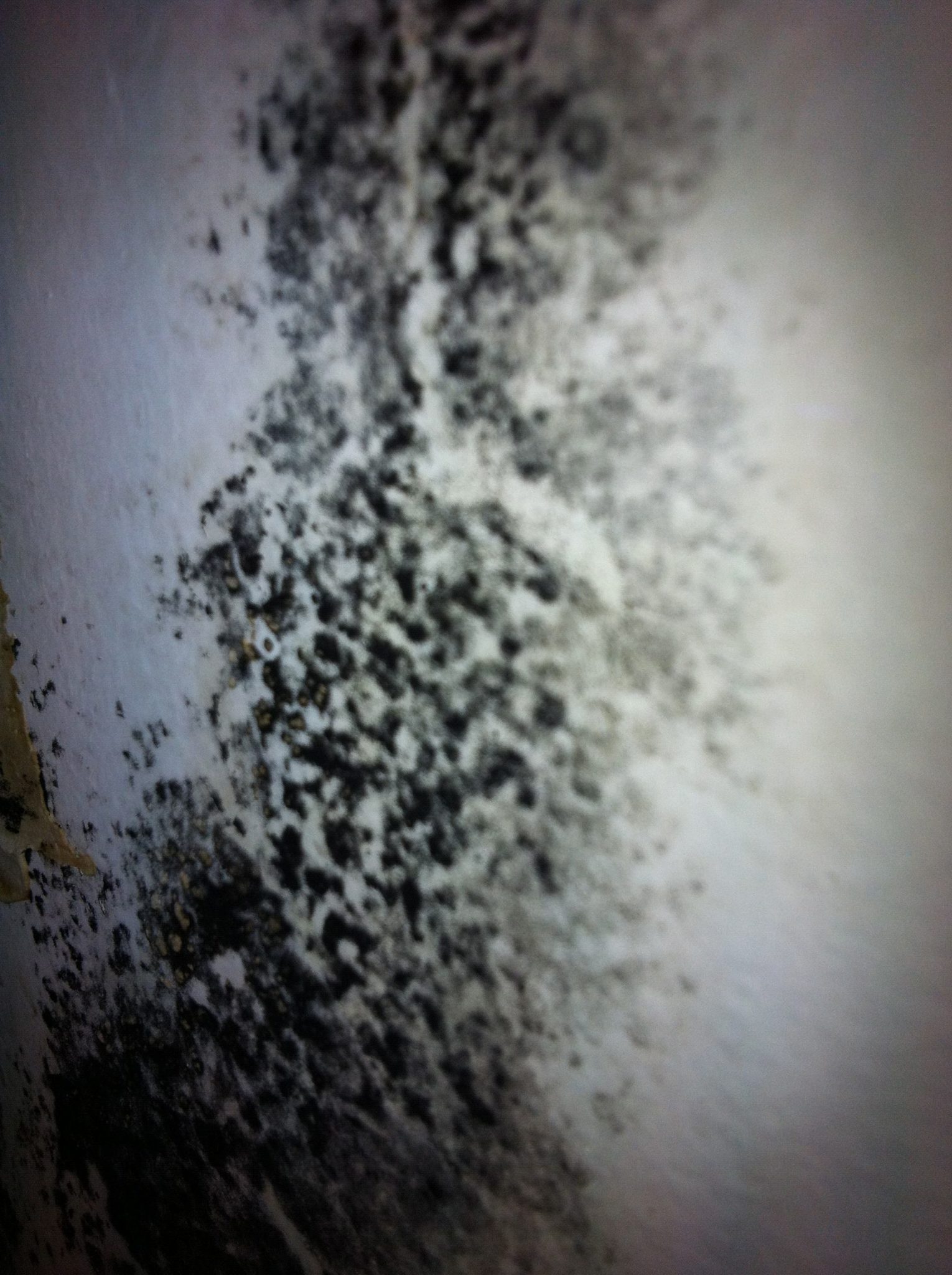 Mould In Your Canberra Area Home Or Building? - Pureprotect Pty Ltd