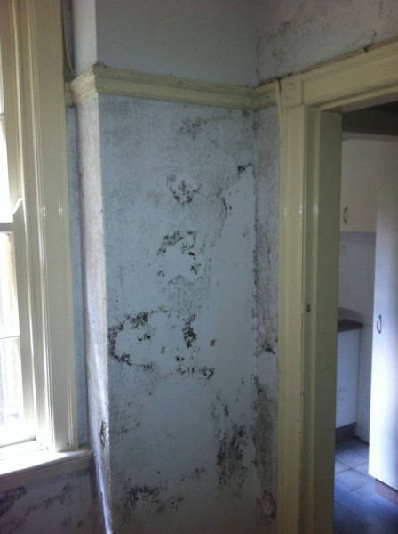 Mould Inspections - Pureprotect Pty Ltd