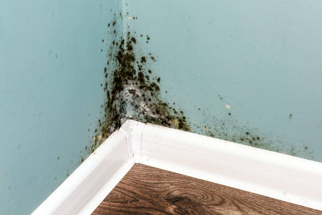 Should You Clean This Mould Or Remove The Building Materials