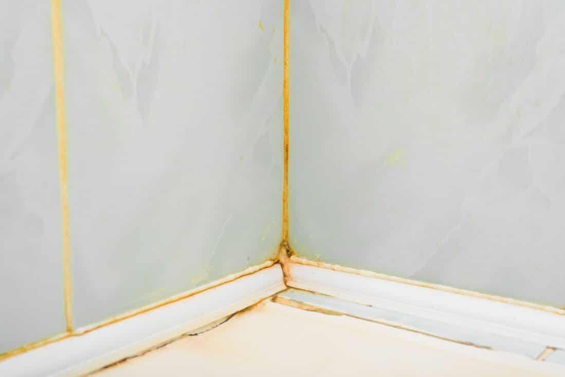 Dirty Seams Tiled Wall In The Bathroom, Yellow Mold In The Corner, Close-Up