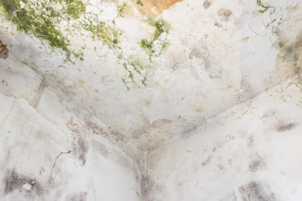 Mould Removal Or Mould Remediation